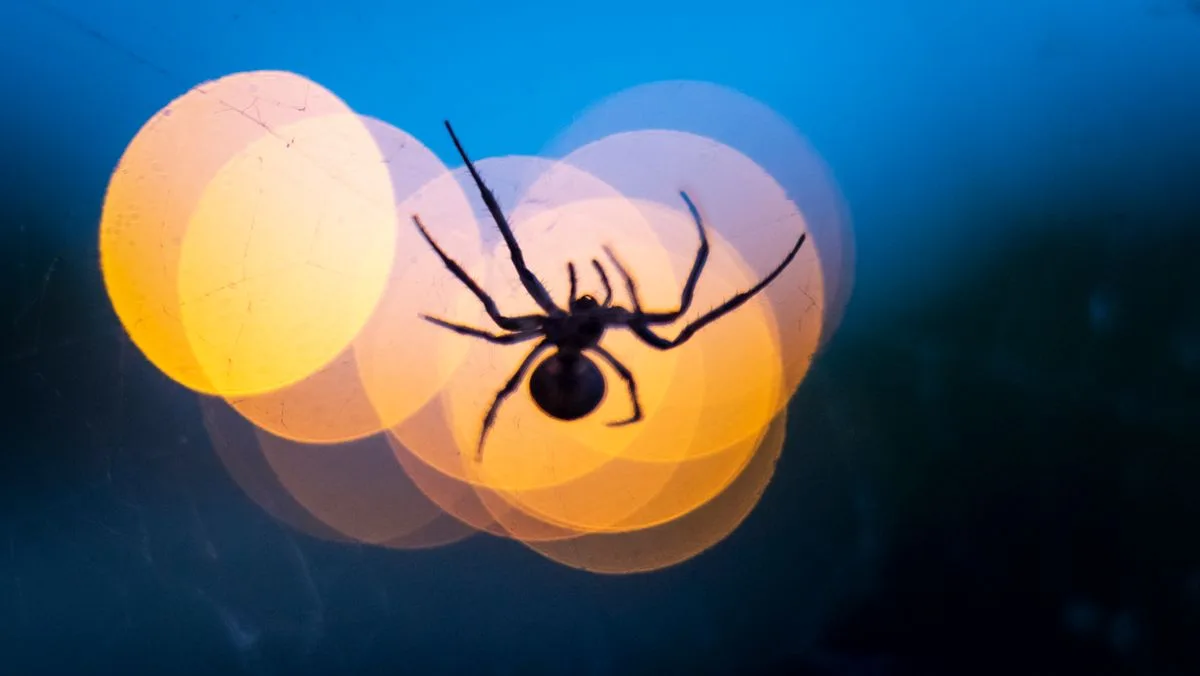 UK's Most Dangerous Spider Heading Indoors This Week