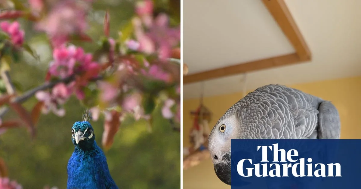 UK's Premier Exotic Animal Hospital to Close, Sparking Welfare Concerns