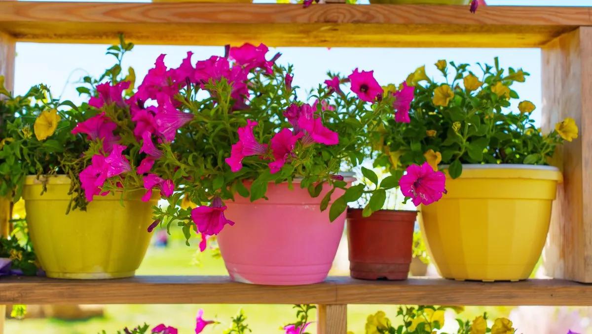 Under £20 Garden Hack to Attract Bees with Colour