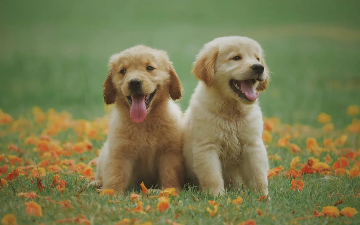 Urgent Recall: Viva Raw Pet Food Withdrawn Over Salmonella Fears