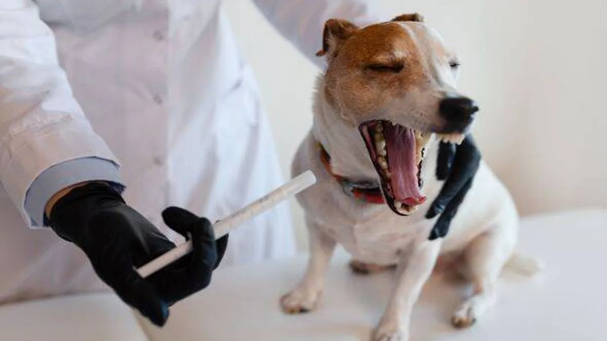 Urgent Warning as Contagious Dog Illness Spreads in UK
