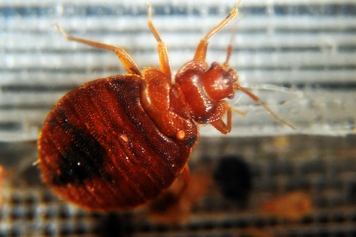 USDA Pest Agency Hit By Bed Bug Infestation