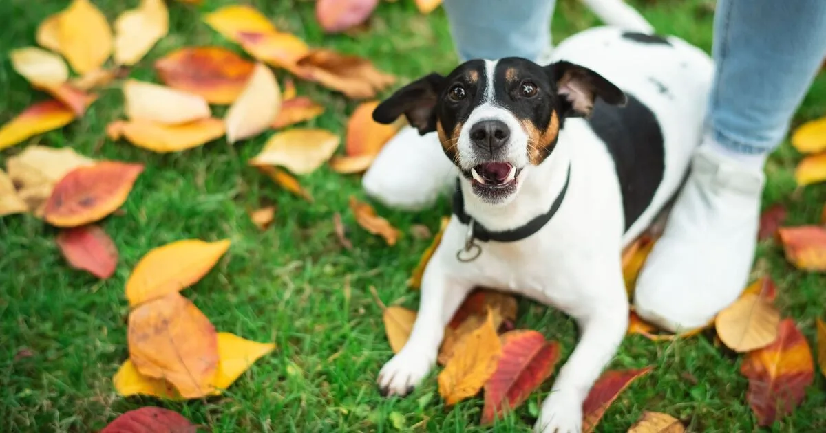 Vet Warns 99% of Dogs Carry Faecal Matter Indoors on Paws