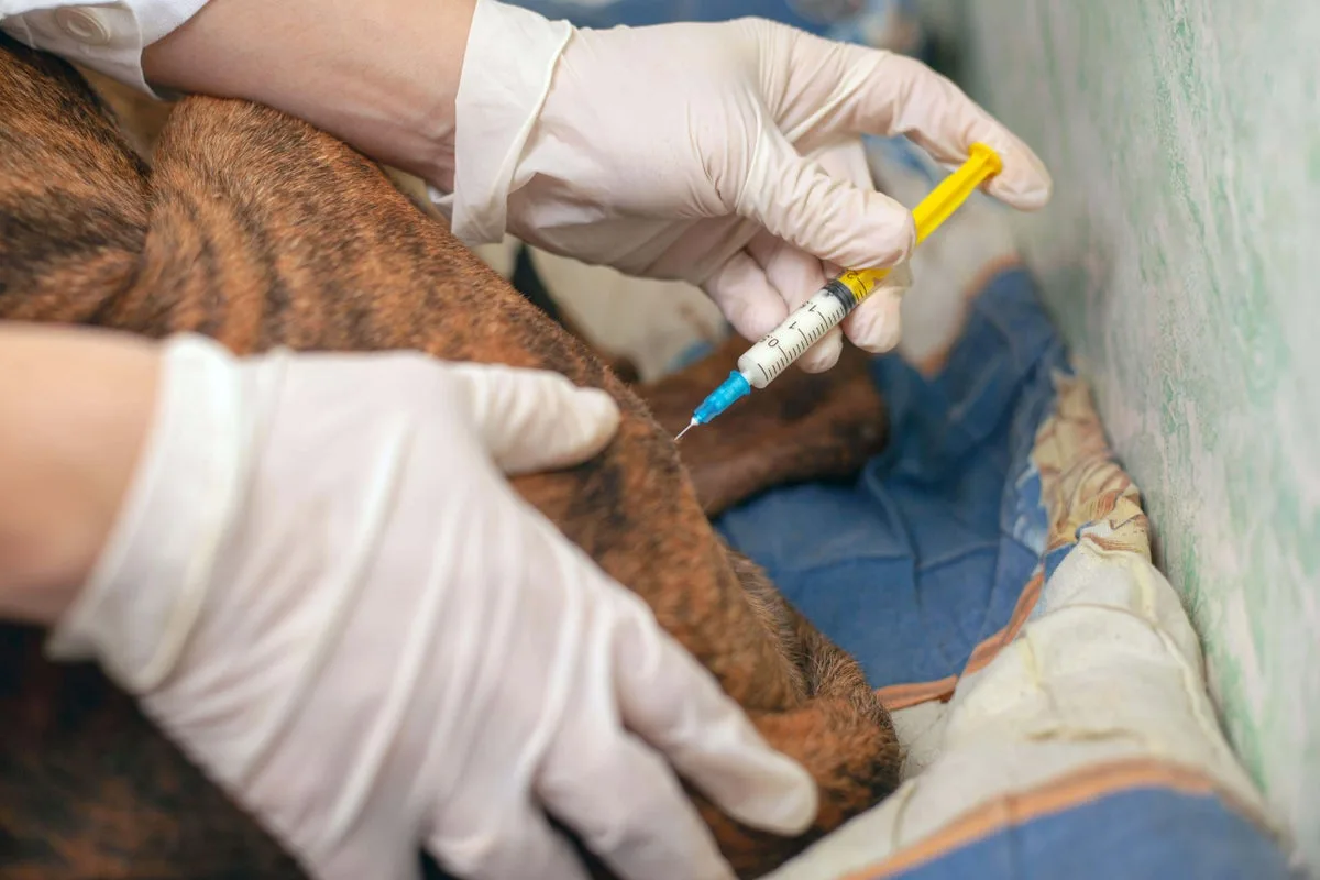 Vet Banned From Herbal Remedies In Kent