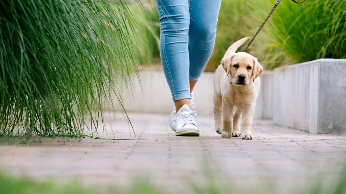 Vet Urges Dog Owners to Carry Bandanas on Walks Amid Bank Holiday Heatwave