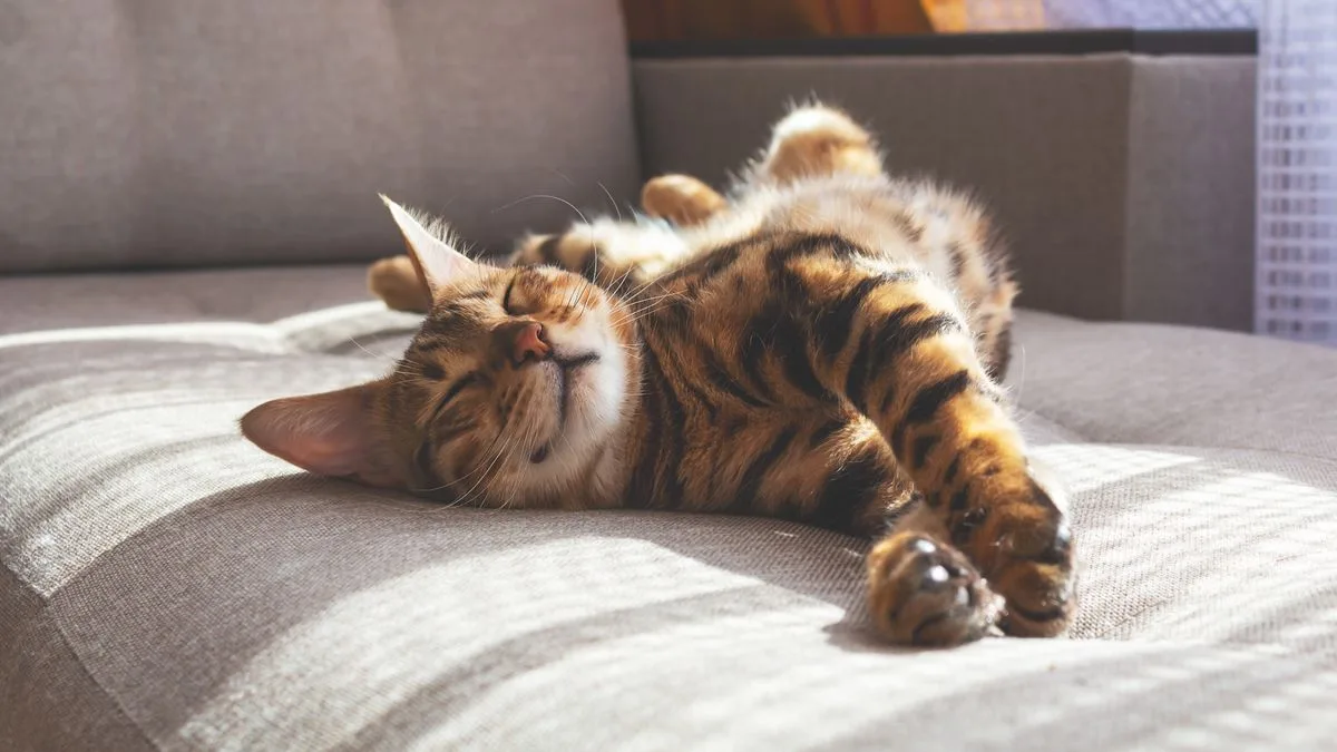 Vet warns cat owners: 'Stop laughing' when your cat steals your spot—it's not cute