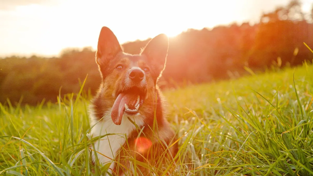 Vet Warns Dog Owners as UK Heatwave Poses Cancer Risk