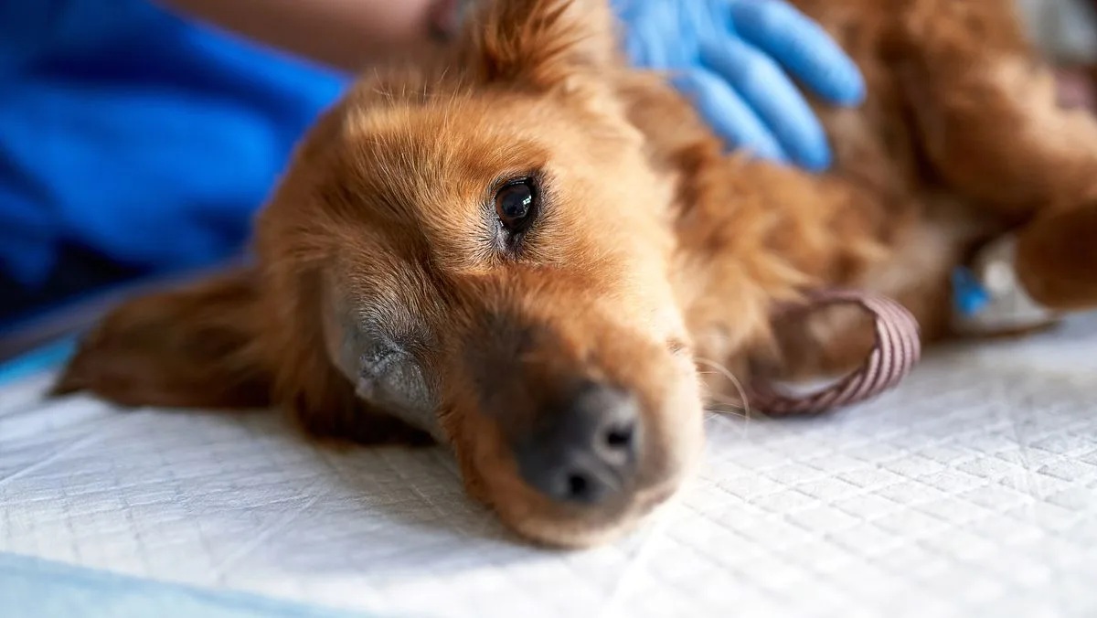 Vet Urges Owners To Stay With Dogs During Euthanasia
