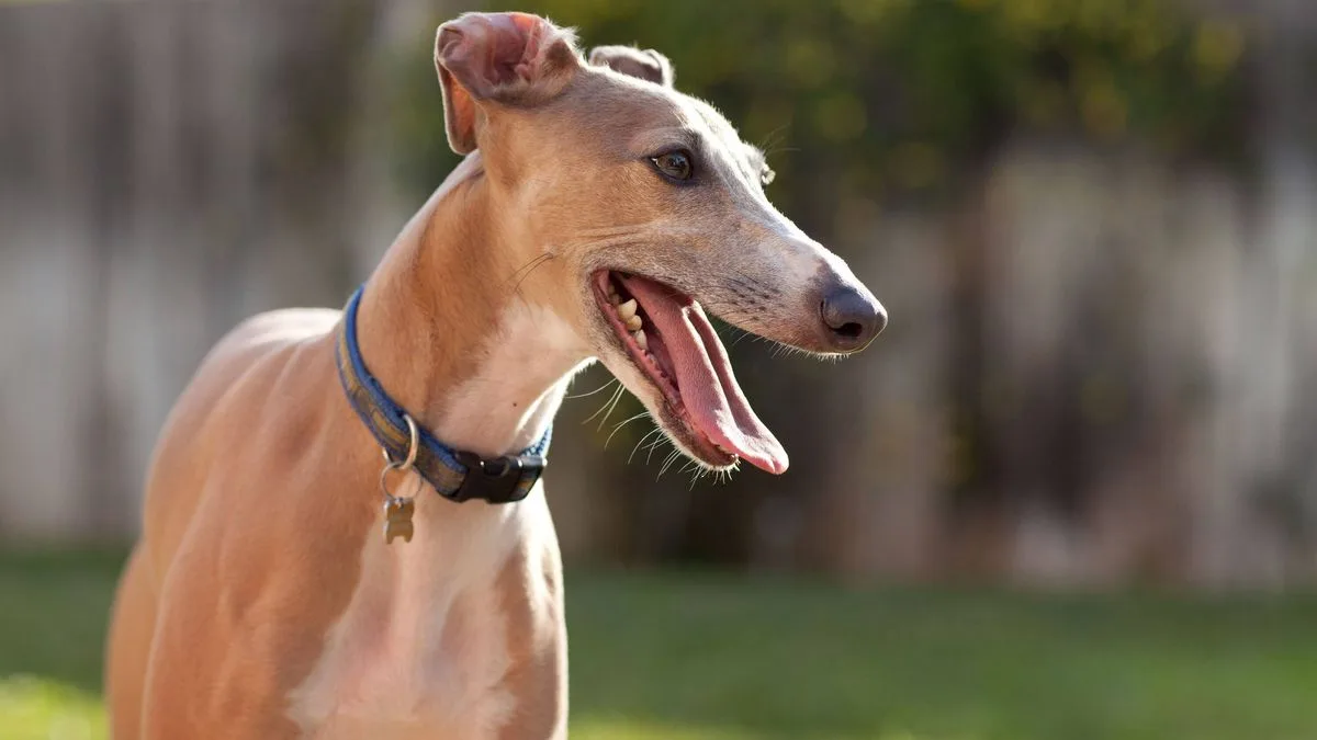 Vet Warns 8 Dog Breeds at Risk of Overheating This Summer