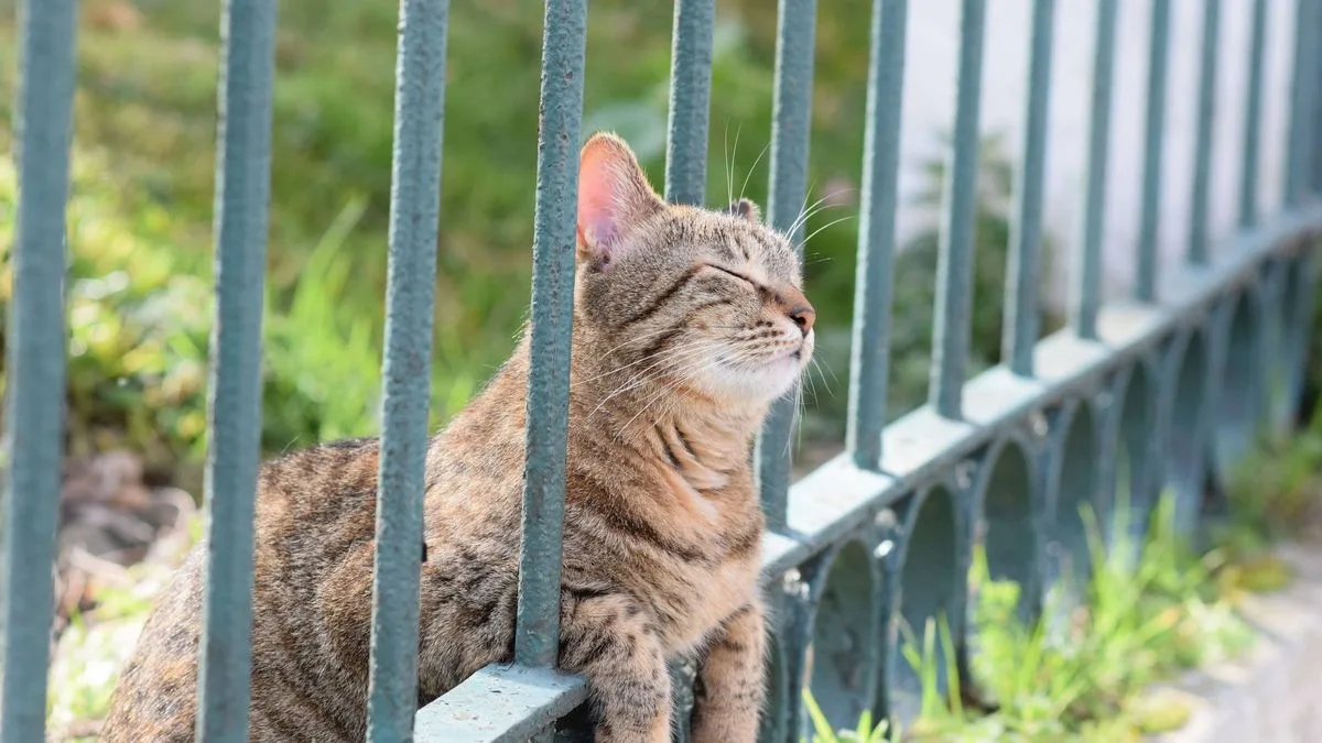 Vet Warns Cat Owners: Don't Spray Water on Pets in Heatwave