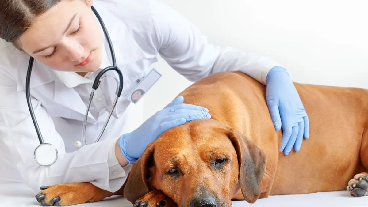 Vet Warns Dog Owners of Eight Fatal Symptoms as Blue-Green Algae Poses Summer Danger