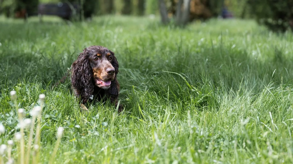 Vet Warns of Higher Parasite Risk for Dogs This Summer