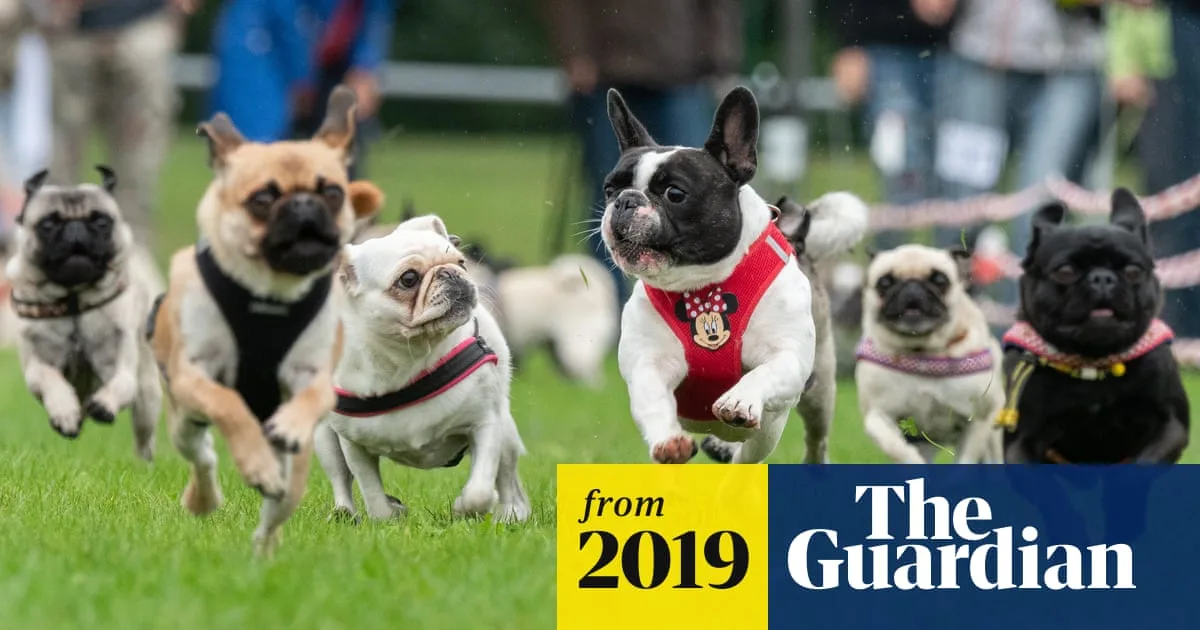 Vet Warns Owners Of Flat Faced Breeds In Heat