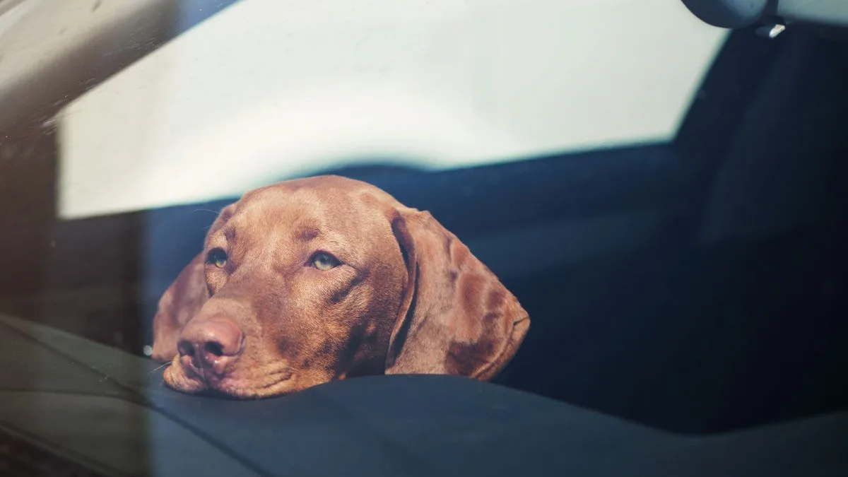 Warning to Brits: Don't Smash Car Windows to Save Dogs This Weekend
