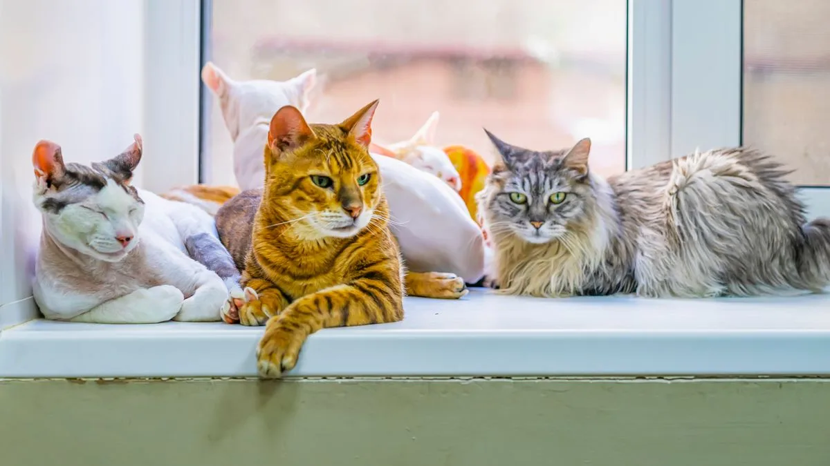 Vet names top five cat breeds for first-time owners including Scottish Fold