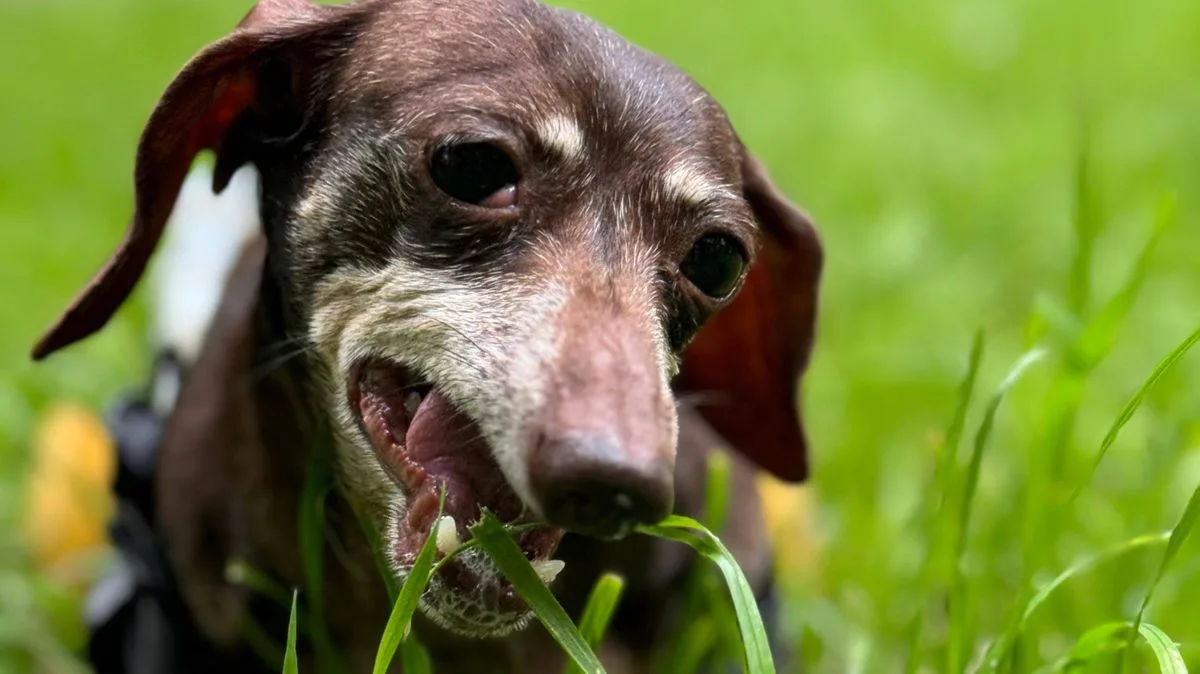 Vet Explains Why Dogs Eat Grass: It's Not Because They're Ill