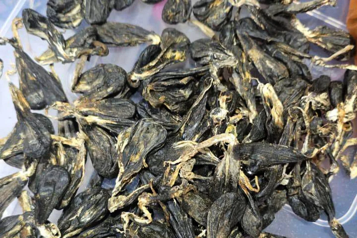 Vietnamese Man Pleads Guilty to Possessing Protected Python Parts in Malaysia