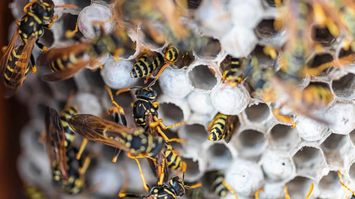 Wasp Nest Warning: Check Boots, Furniture and Toys