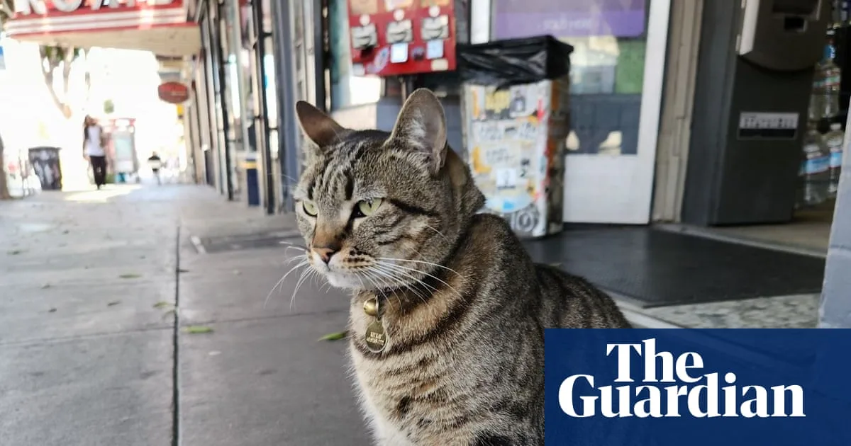 Death of Beloved Cat Sparks Outrage Against Waymo Robotaxis in San Francisco