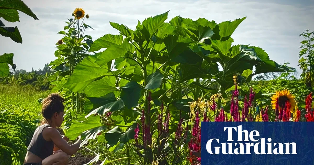 Hawaii's Small Farmers Face Catastrophic Losses After Back-to-Back Storms