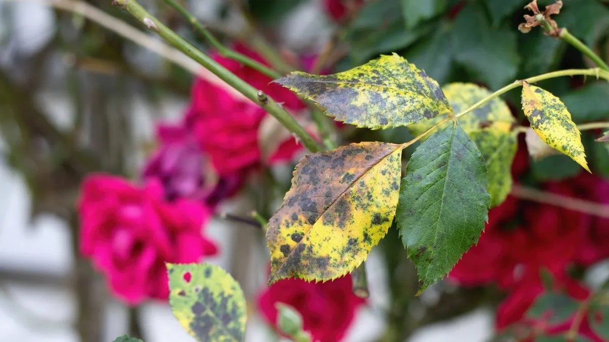 Weekly Baking Soda Spray Eliminates Rose Black Spot