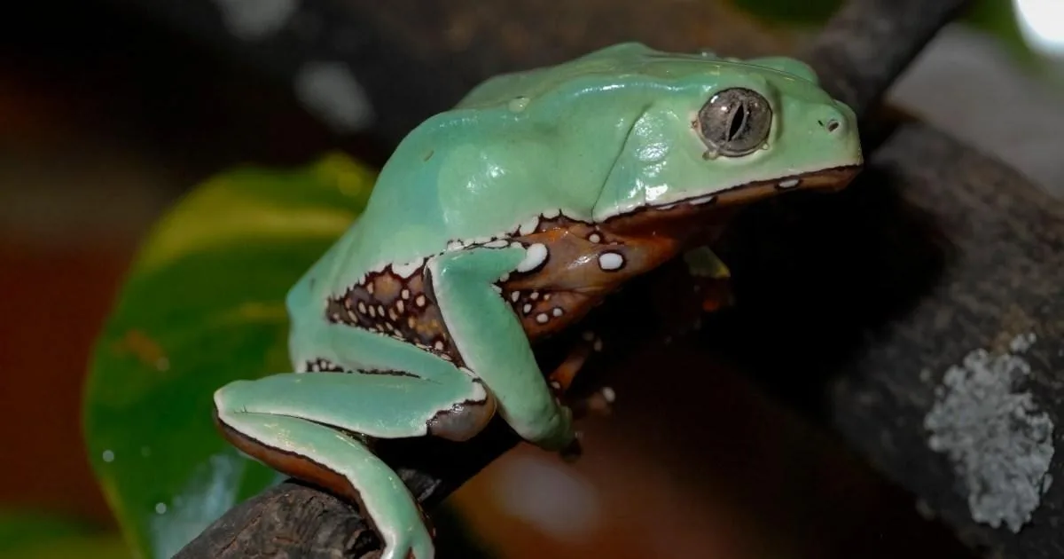 Wellness Ritual Warning After UK Man Dies From Frog Skin Toxin