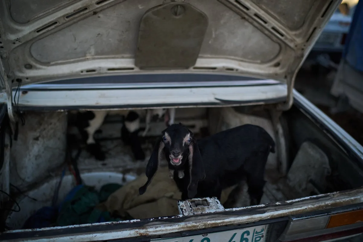 West Bank Livestock Market: Sheep and Goats Sold at Dawn