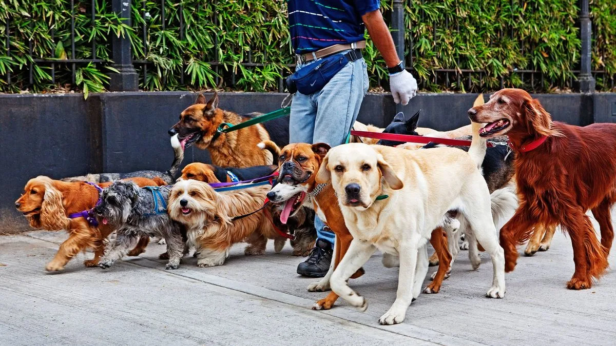 Whippets Surge in UK Popularity: Experts Warn of Training Needs