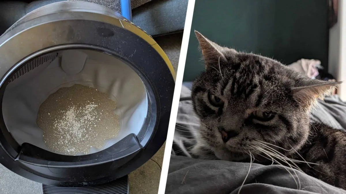 I tested the £749 self-cleaning cat litter box – here's my verdict
