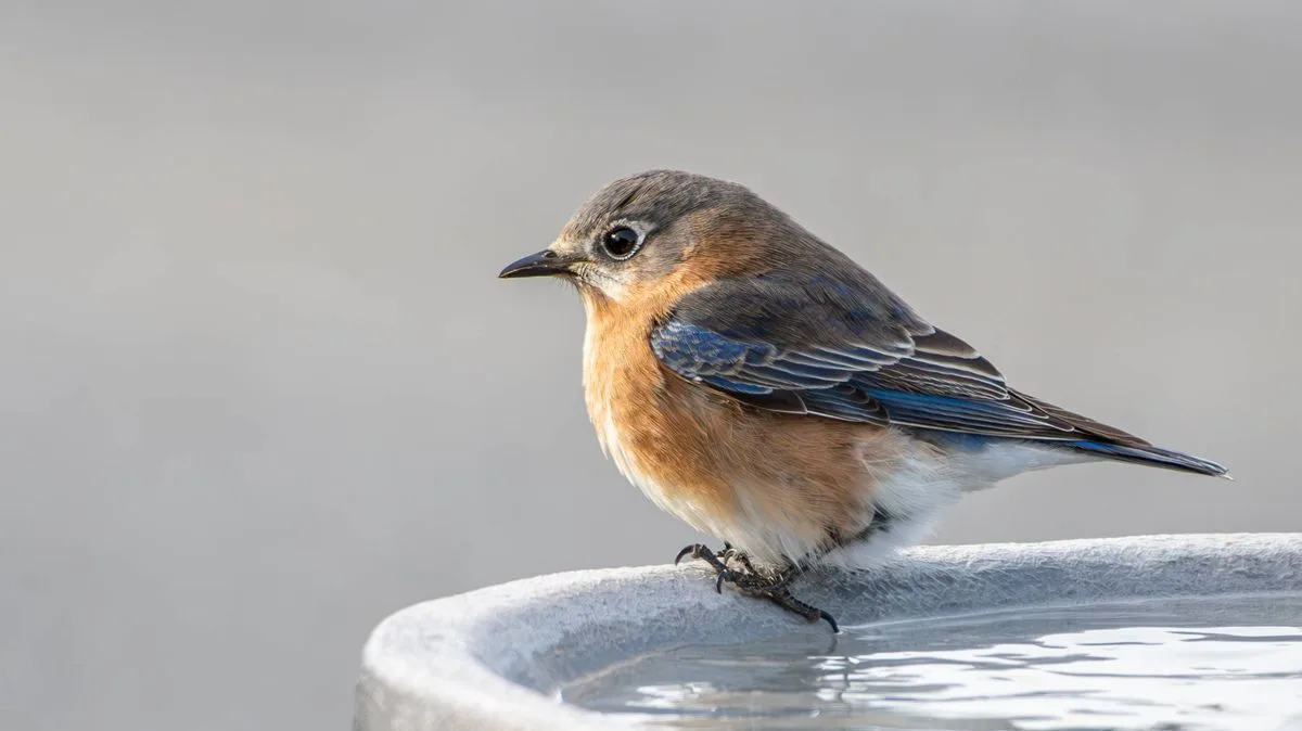 White Vinegar: The Natural Birdbath Cleaner for Spring