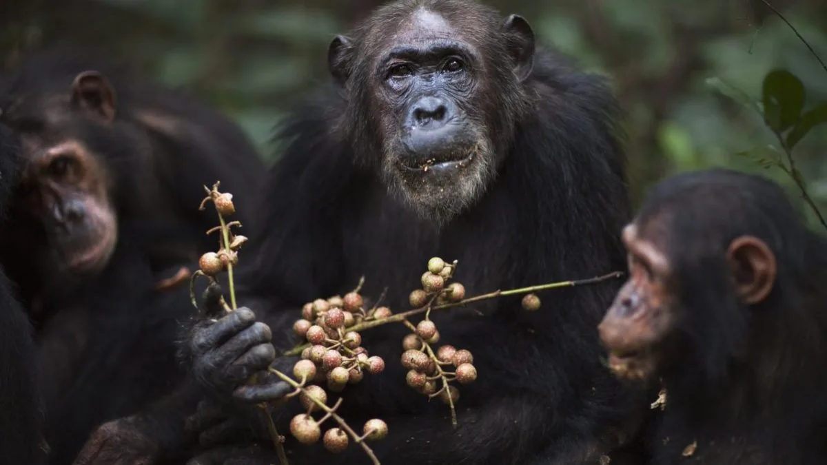 Why humans may have evolved to love alcohol
