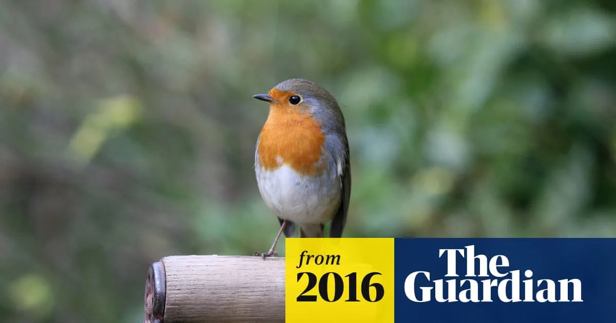 Robins Return to UK Gardens as Wildlife Habitats Improve