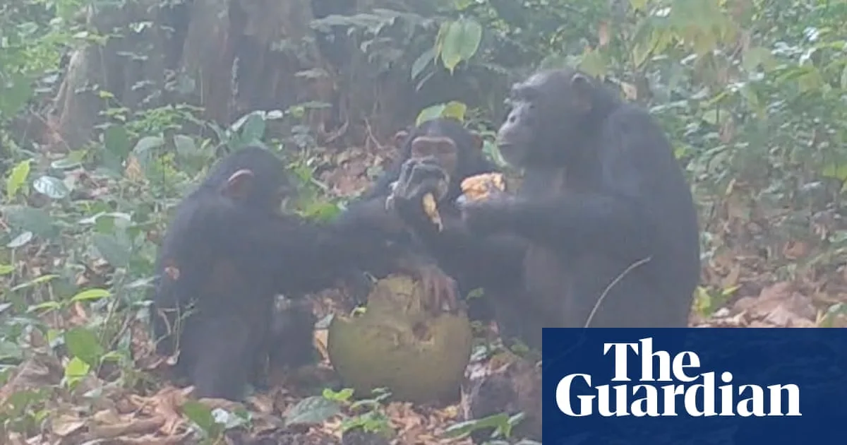 Wild Chimpanzees Filmed Sharing Alcoholic Fruit in West Africa