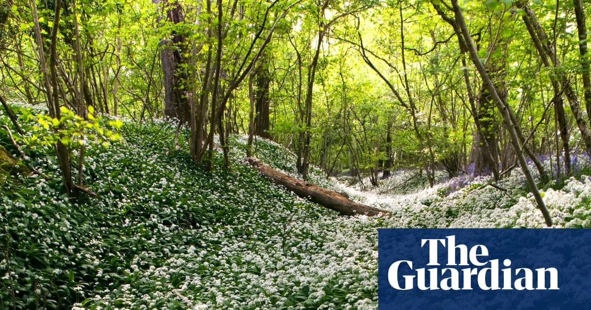 Wild Garlic and Edible Alliums Herald True Spring
