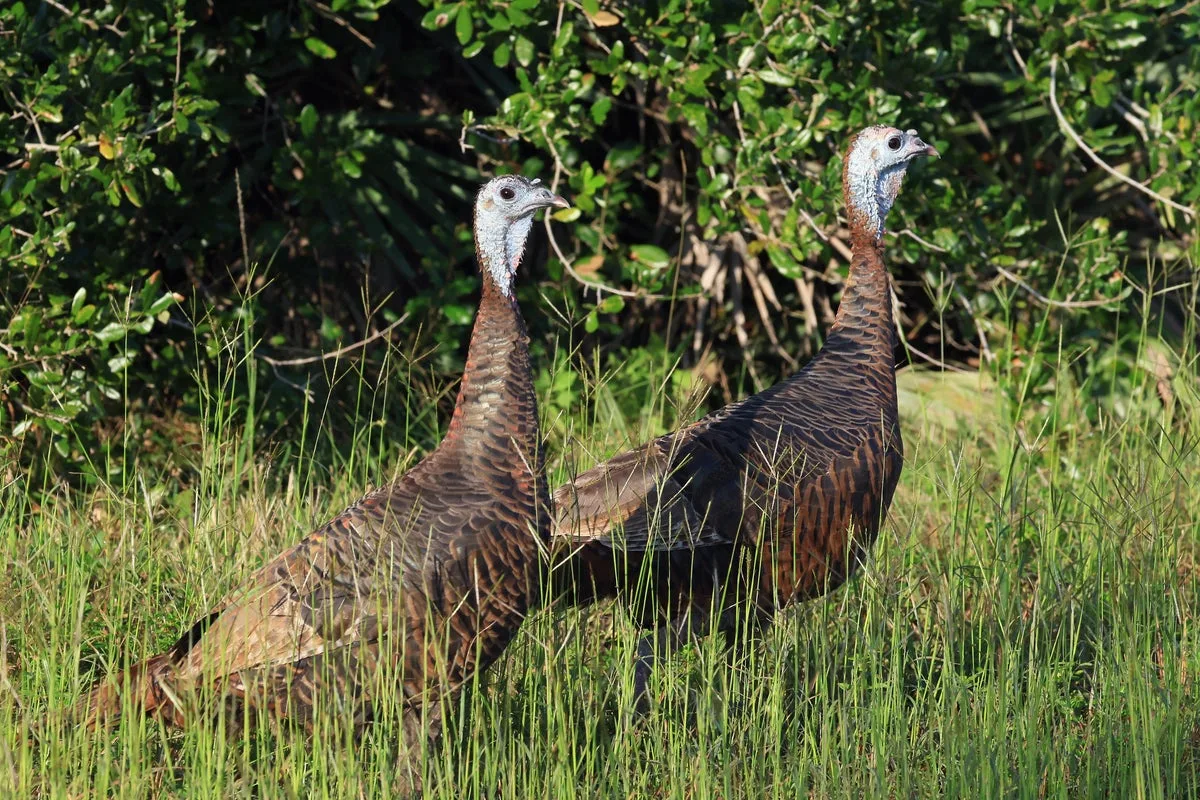 Police Warn Alameda Residents After Wild Turkeys Attack Woman and Dog