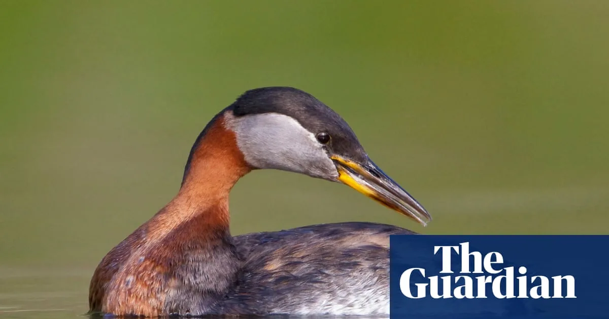 Rare Red-Necked Grebe Spotted at Cheddar Reservoir After Heavy Rains