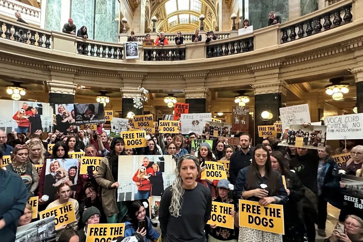 Beagle Activists Storm Wisconsin Governor's Office in 'Free the Dogs' Protest