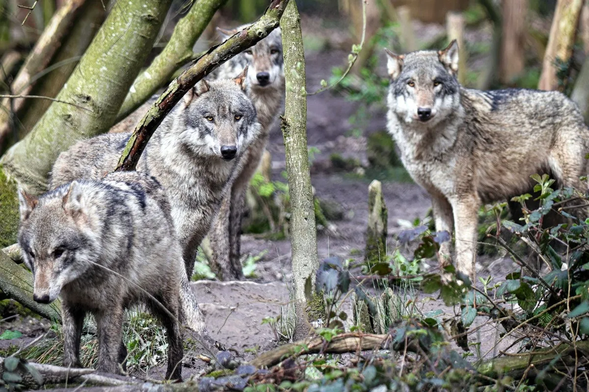 Wolf Pack Euthanised at UK Park Sparks Captivity Debate