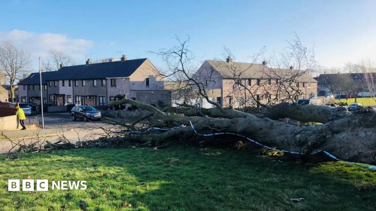 Woman Killed by Falling Tree in Aberdeen as Storm Malik Hits UK