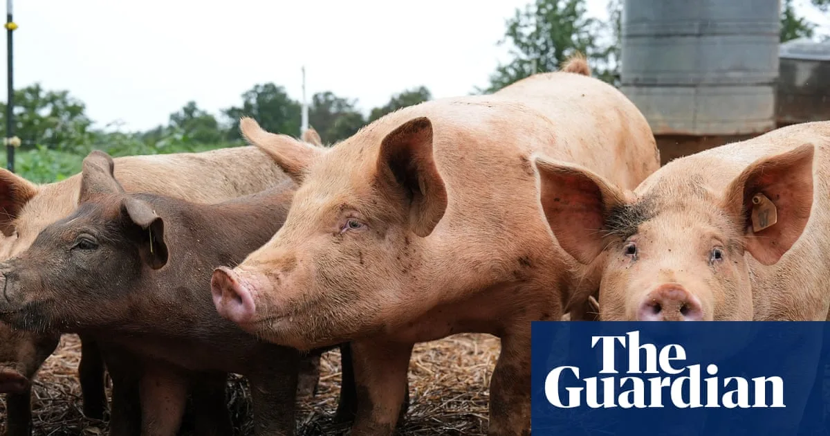 World First: Surgeons Transplant Pig Lung Into Human