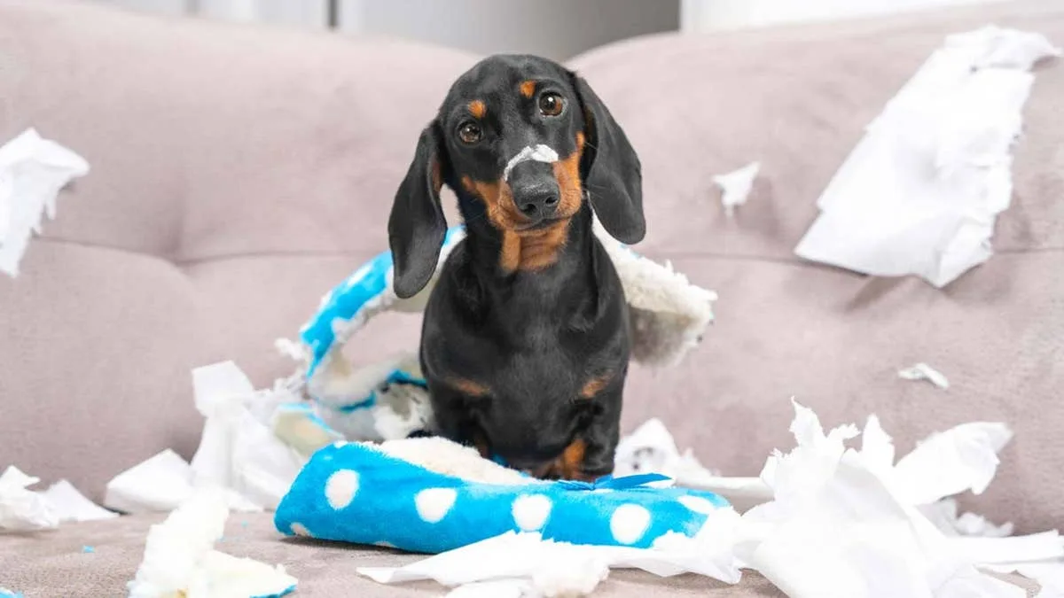 Worst Dog Breeds for Furniture Damage Revealed