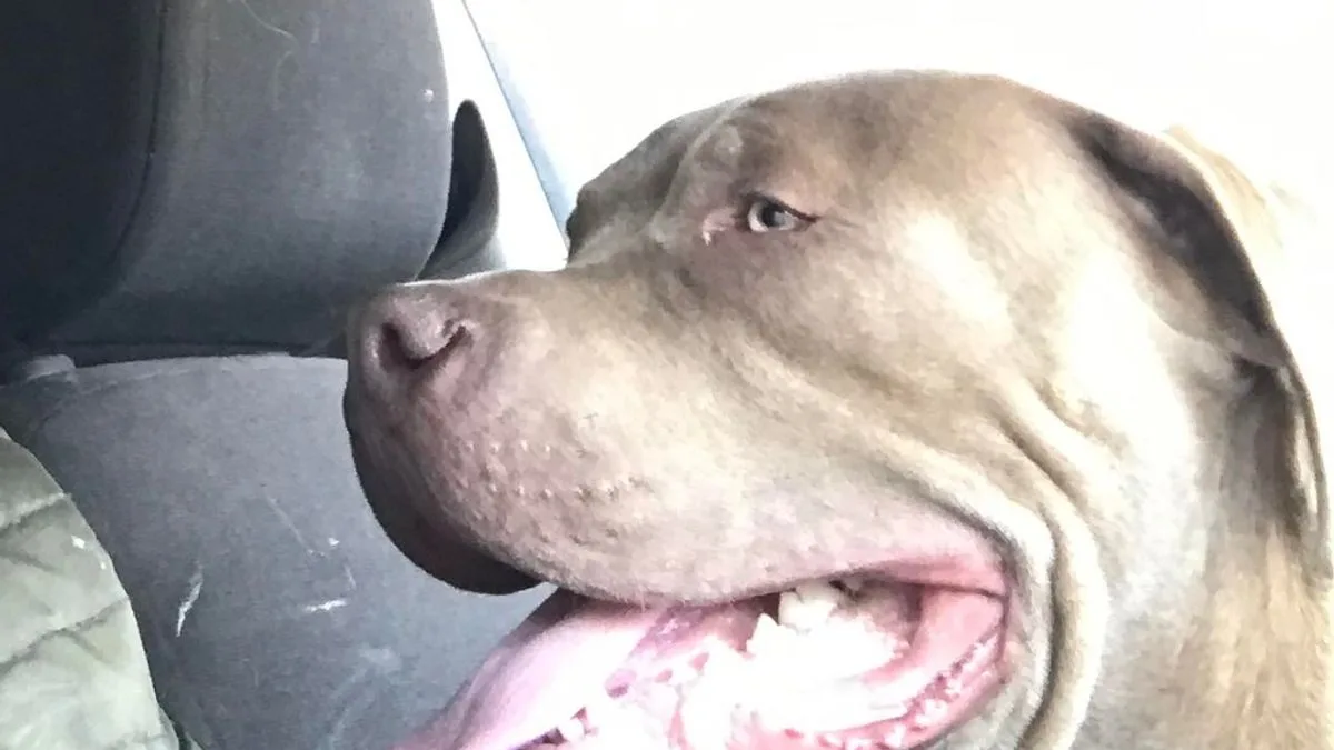 XL Bully owner 'not bothered' as dog savages 12-year-old girl's arm