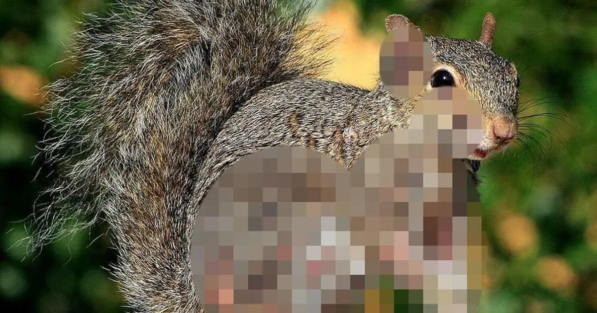 Zombie Squirrels with Oozing Sores Spotted Across US and Canada