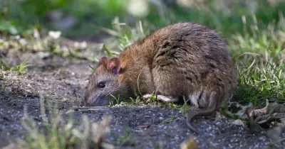£1.47 Supermarket Buy That Could Stop Rats Invading Your Garden