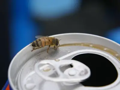 £4 Amazon Product Keeps Bees Out of Drinks During UK Heatwave
