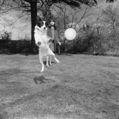 60 Years Ago: Pickles the Dog Found Stolen World Cup Trophy