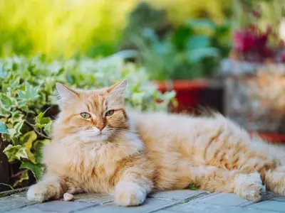 7 Cat Breeds at High Risk of Heatstroke as UK Heatwave Hits