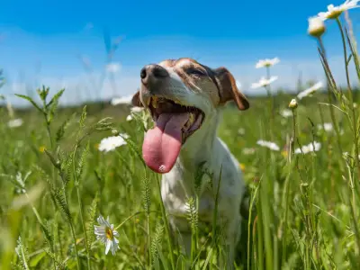 7-Second Test to Check if Pavement Is Too Hot for Your Dog in UK Heatwave