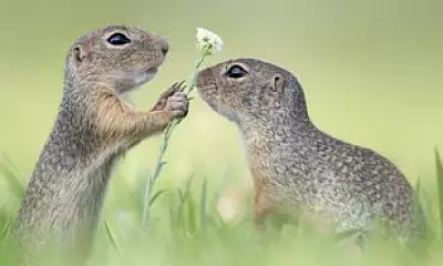 Adorable Squirrel Shares Dandelion with Sibling in Rare Photo