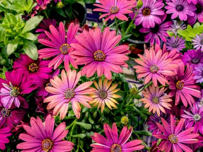 Alan Titchmarsh Urges Gardeners to Grow 'Easy' Flower in June for Summer Colour